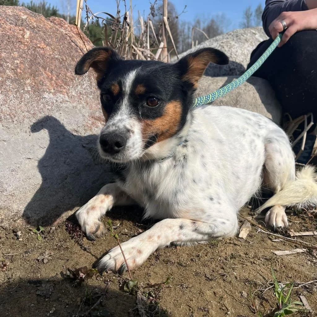 Malinka, female 5yo Mixed Breed for adoption at SALVA Hundehilfe e.V.