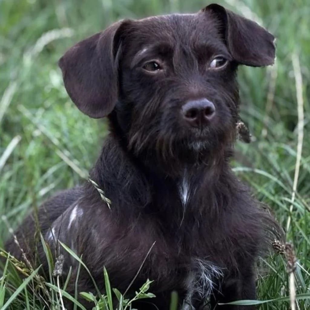 Kaktus, female young Mixed Breed for adoption at SALVA Hundehilfe e.V.