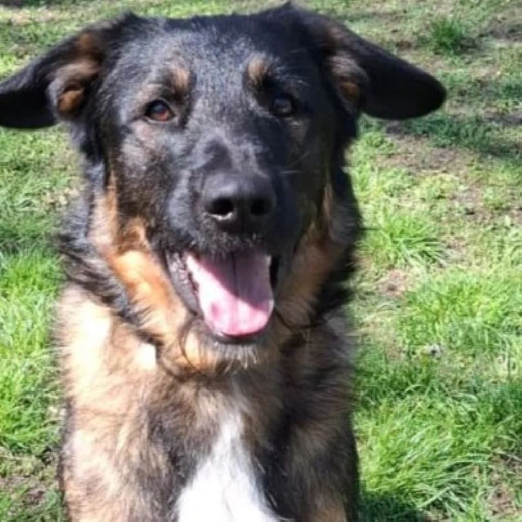 Maui, male young Mixed Breed for adoption at SALVA Hundehilfe e.V.