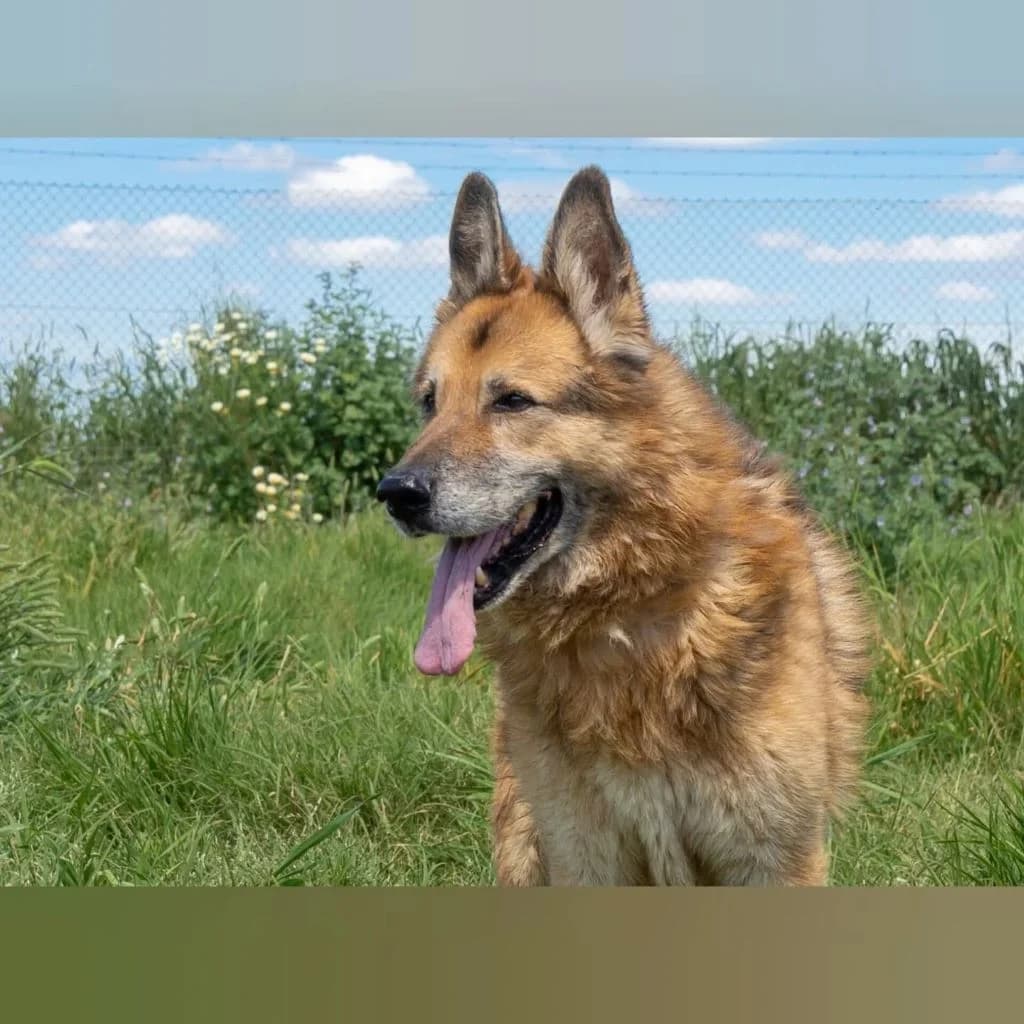 Baco, male senior German Shepherd for adoption at SALVA Hundehilfe e.V.