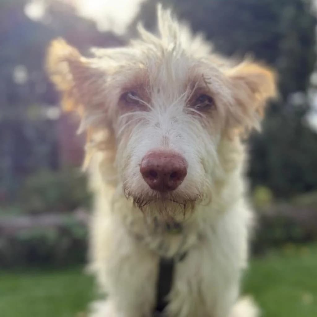 Pirata, male senior Podenco for adoption at SALVA Hundehilfe e.V.