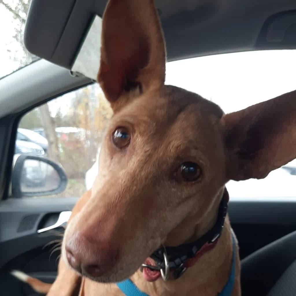 La Pintaita, female senior Podenco for adoption at SALVA Hundehilfe e.V.