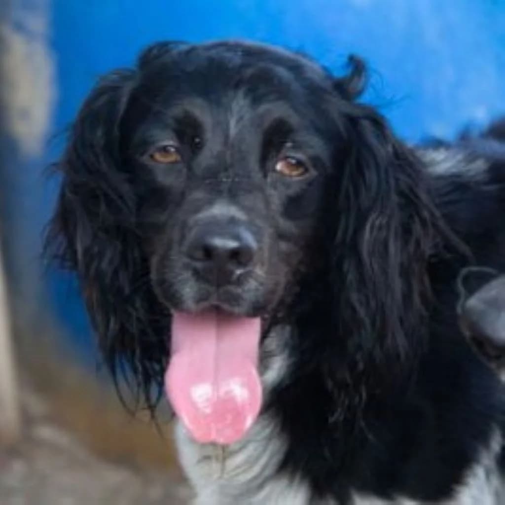 Doky, male 7yo Brittany Spaniel for adoption at SALVA Hundehilfe e.V.
