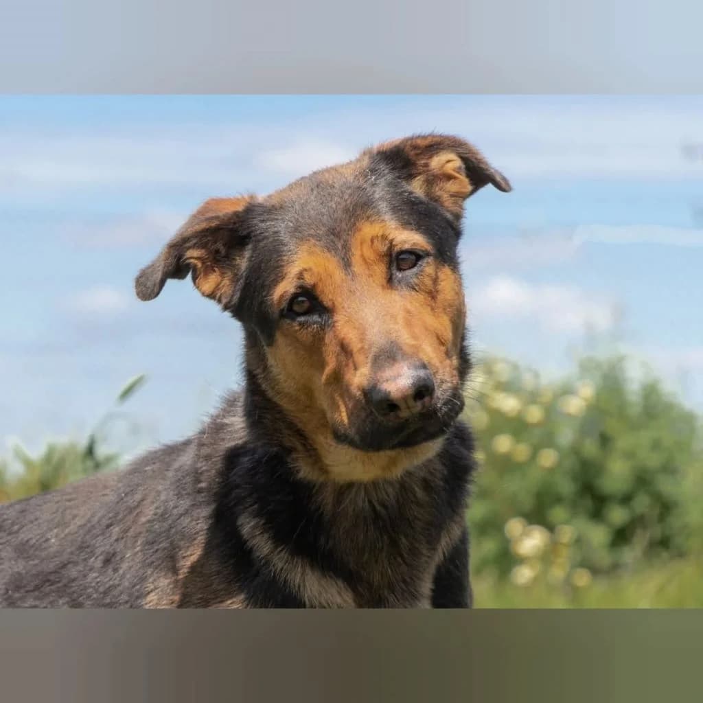 Atenea, female 3yo Mixed Breed for adoption at SALVA Hundehilfe e.V.