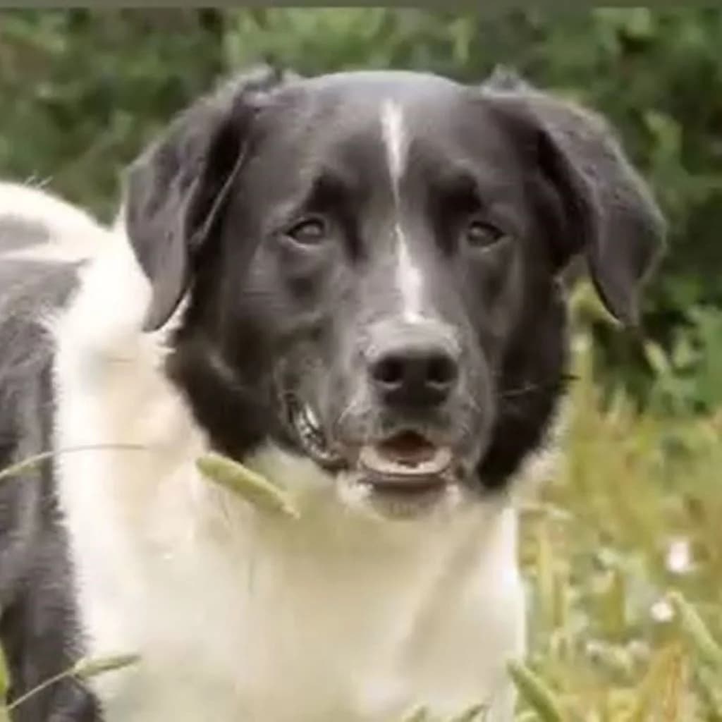 Salva, male 6yo Mixed Breed for adoption at SALVA Hundehilfe e.V.