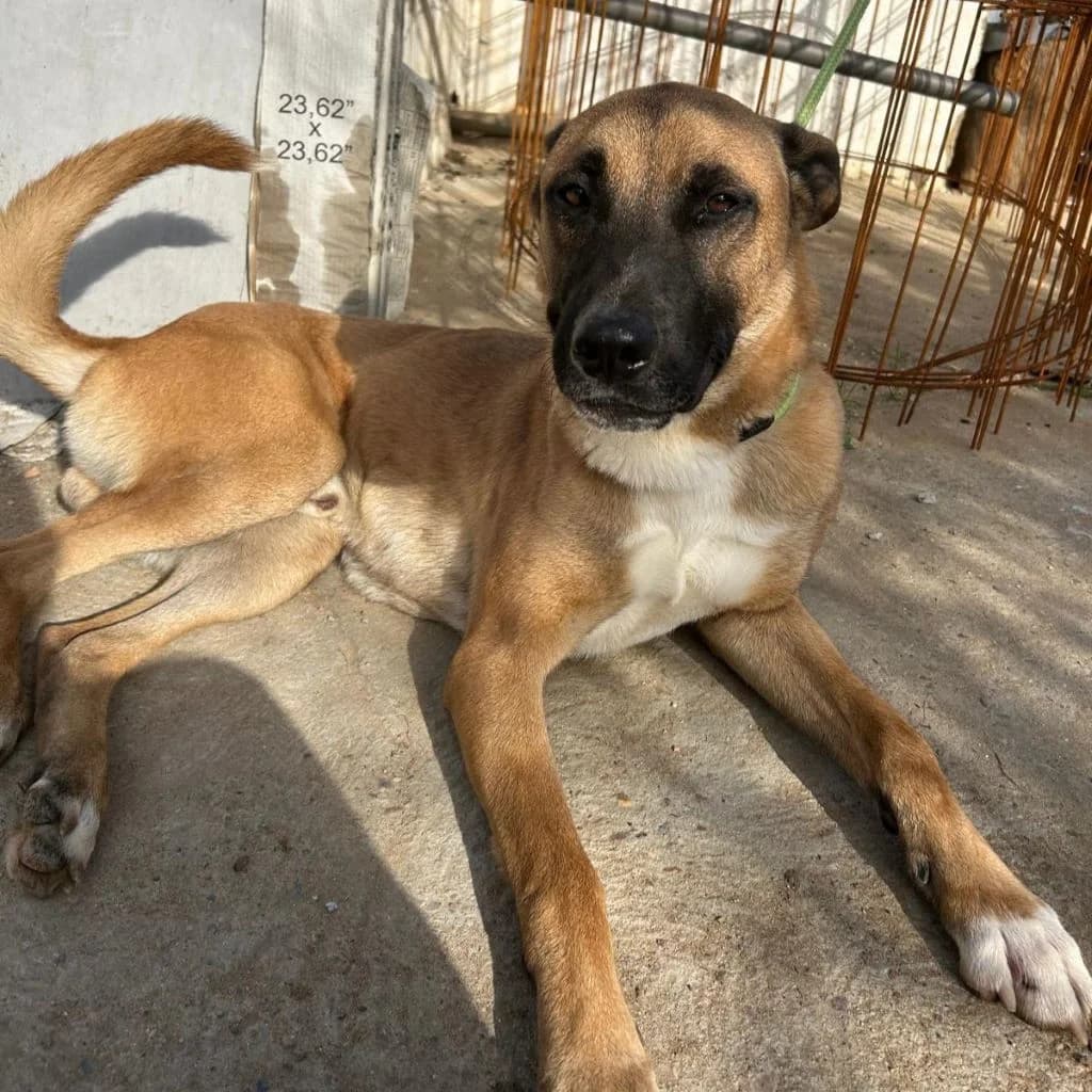 Tarzan, male 3yo Belgian Malinois for adoption at SALVA Hundehilfe e.V.