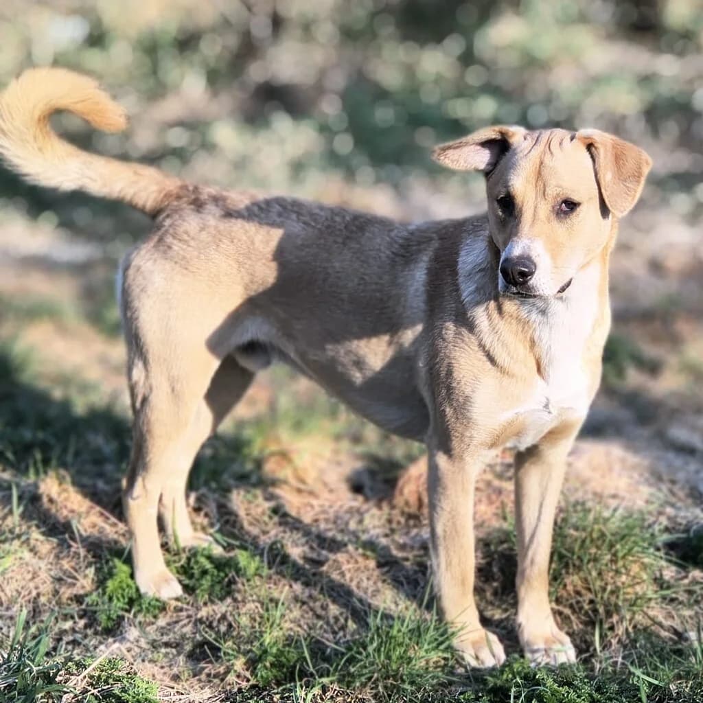 Lacky, male young Mixed Breed for adoption at SALVA Hundehilfe e.V.