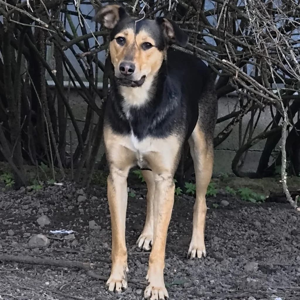 Larsy, female young Mixed Breed for adoption at SALVA Hundehilfe e.V.