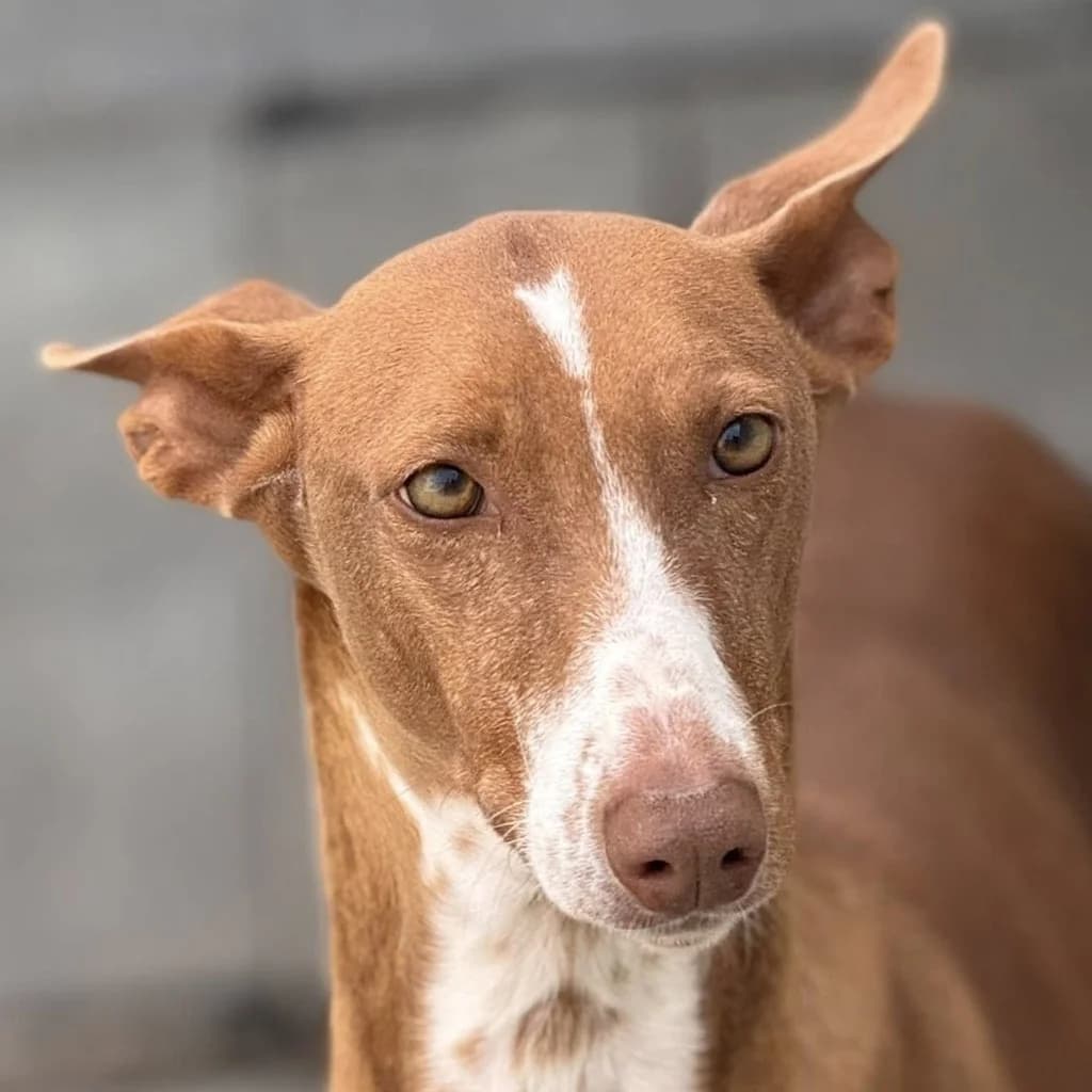 Manuela, female 3yo Podenco for adoption at SALVA Hundehilfe e.V.