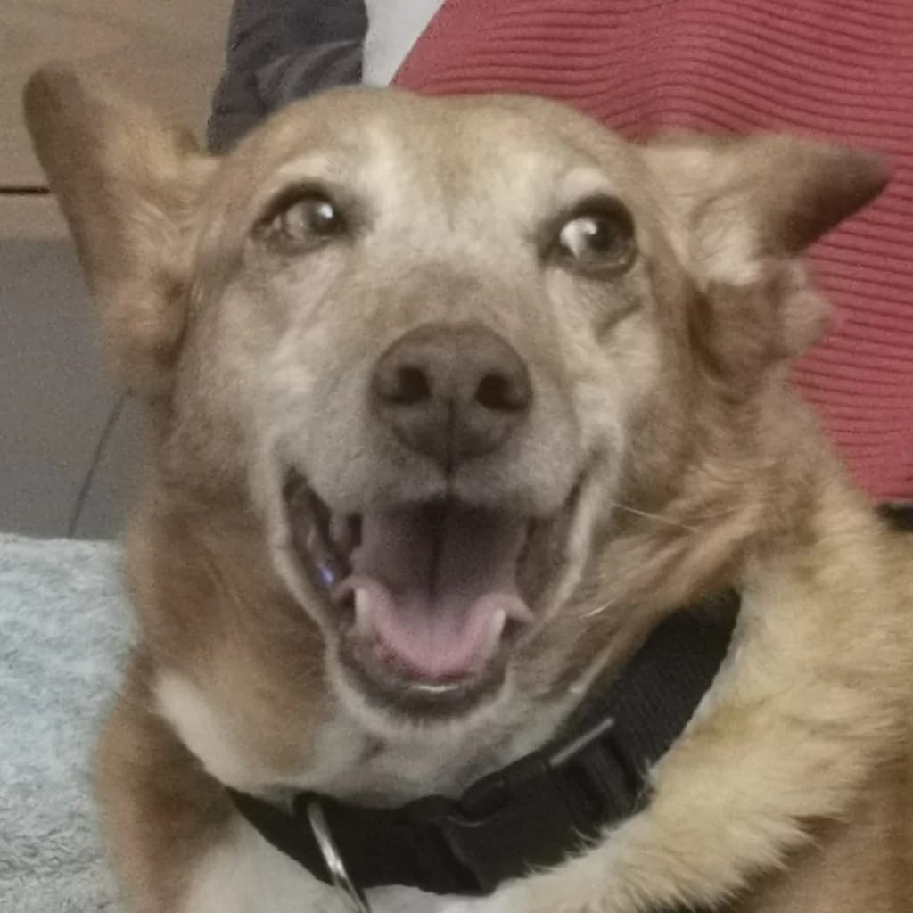 Chispi, female senior Podenco for adoption at SALVA Hundehilfe e.V.