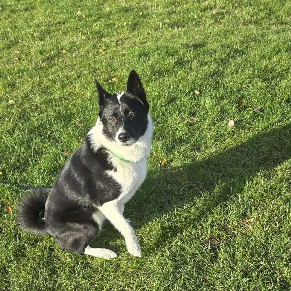 Lucky, male 3yo mixed breed for adoption at SALVA Hundehilfe e.V.