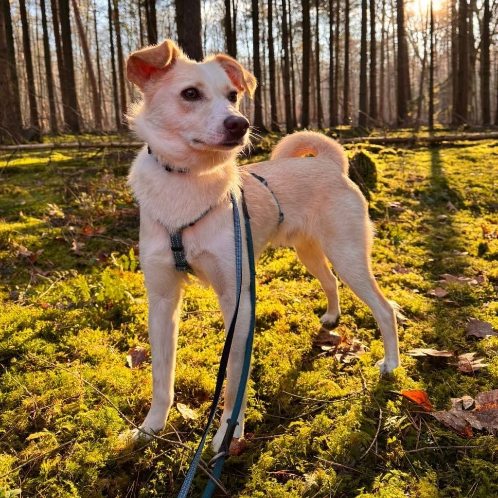 Monty, male young Mixed Breed for adoption at SALVA Hundehilfe e.V.