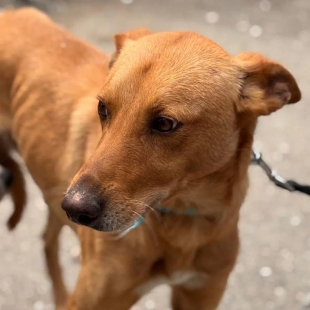 Pumba, male young Podenco for adoption at SALVA Hundehilfe e.V.
