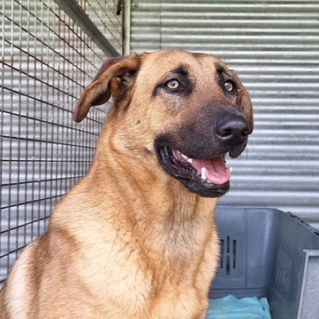 Paella, female young Mixed Breed for adoption at SALVA Hundehilfe e.V.