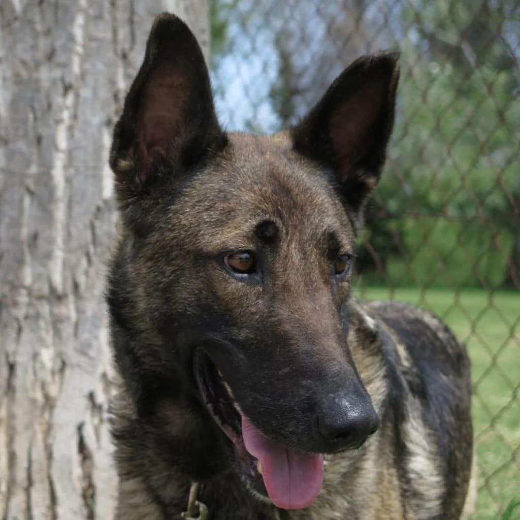 Teti, female 4yo Belgian Malinois for adoption at SALVA Hundehilfe e.V.