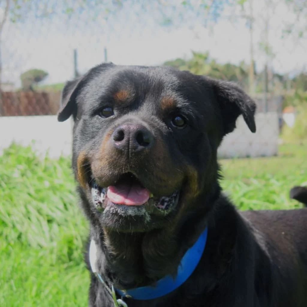 Kimbo, male 4yo Rottweiler for adoption at SALVA Hundehilfe e.V.