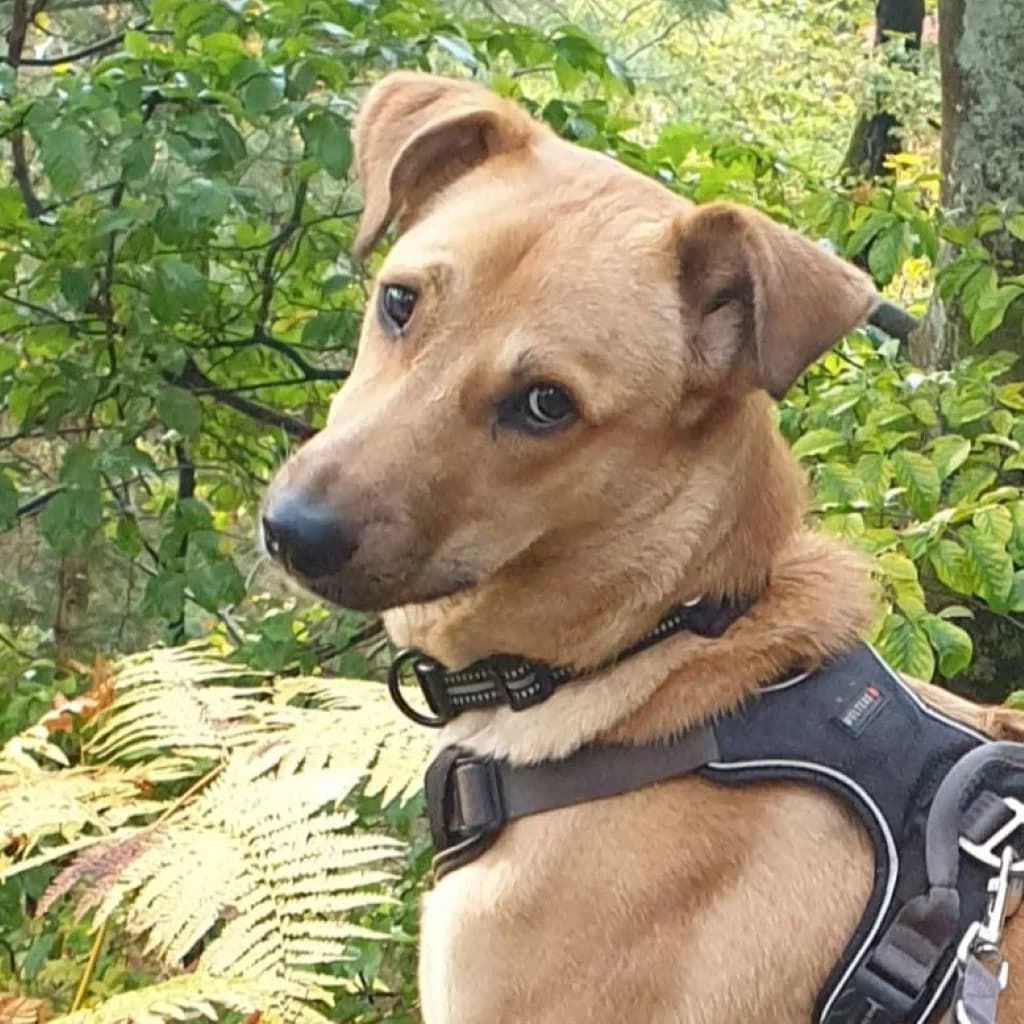 Sekani, male 3yo Mixed Breed for adoption at SALVA Hundehilfe e.V.