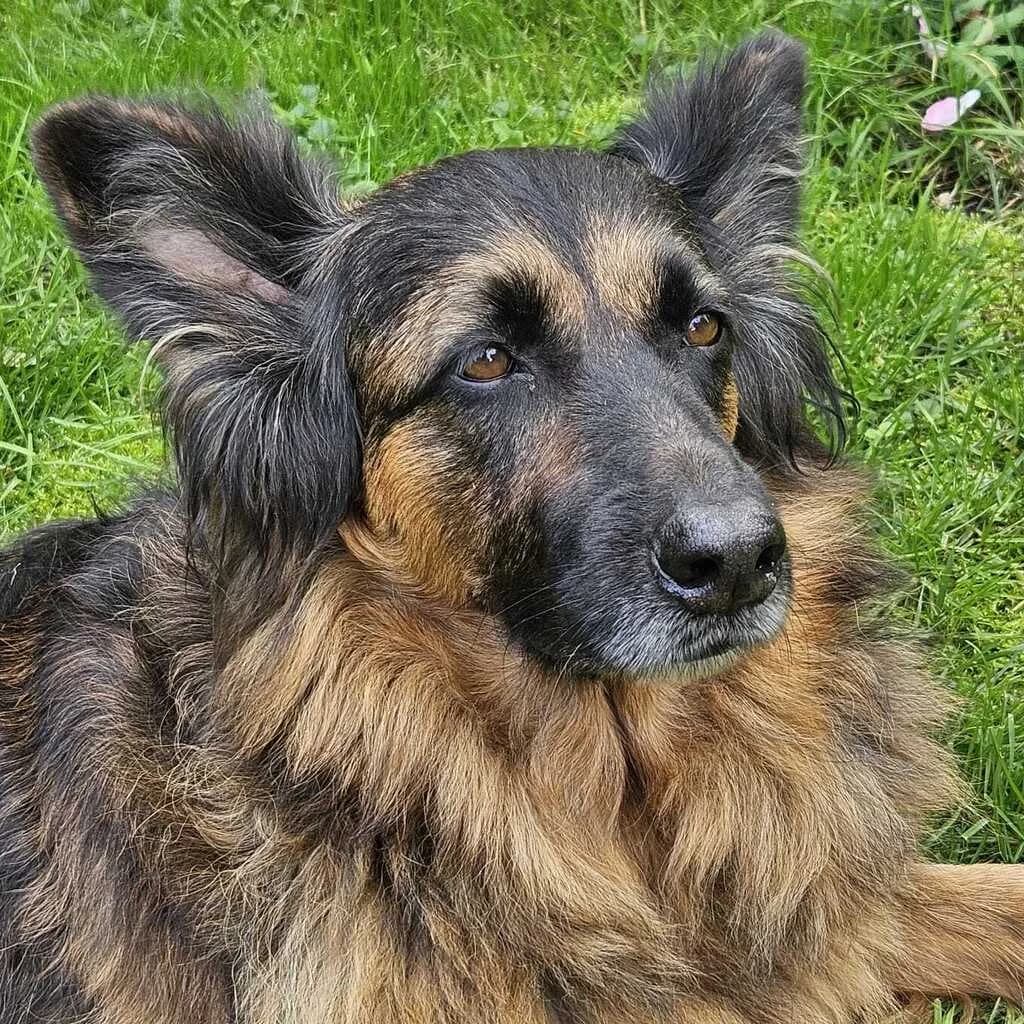 Morena, female senior German Shepherd for adoption at SALVA Hundehilfe e.V.