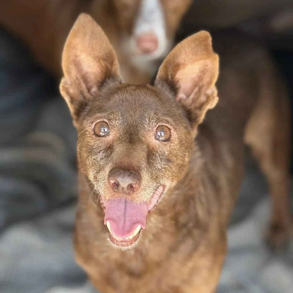 Mijita, male senior Podenco for adoption at SALVA Hundehilfe e.V.
