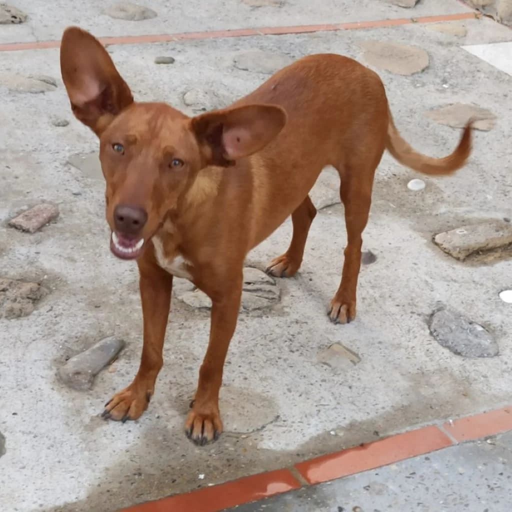 Antonia, female young Podenco for adoption at SALVA Hundehilfe e.V.