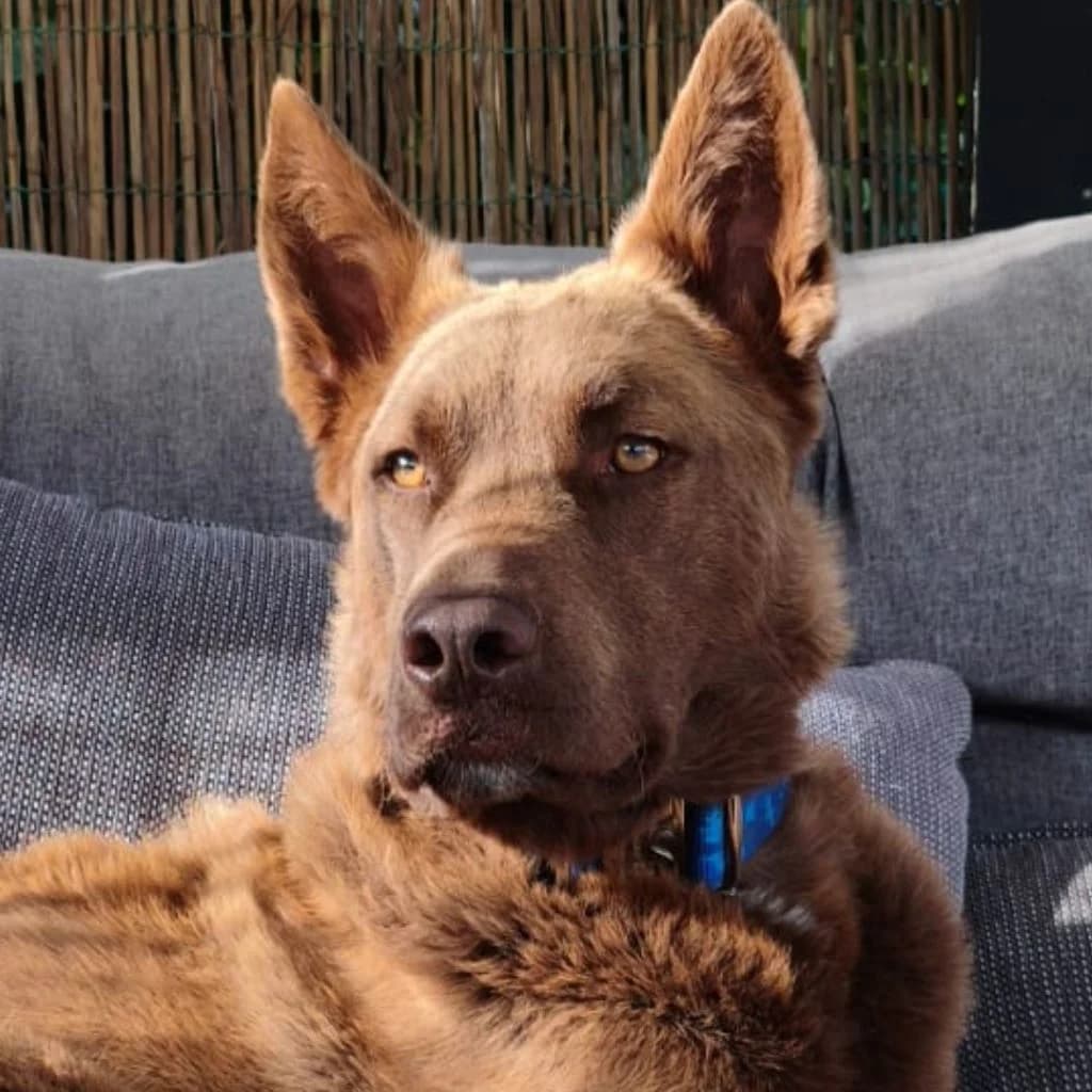 Osito, male young German Shepherd for adoption at SALVA Hundehilfe e.V.