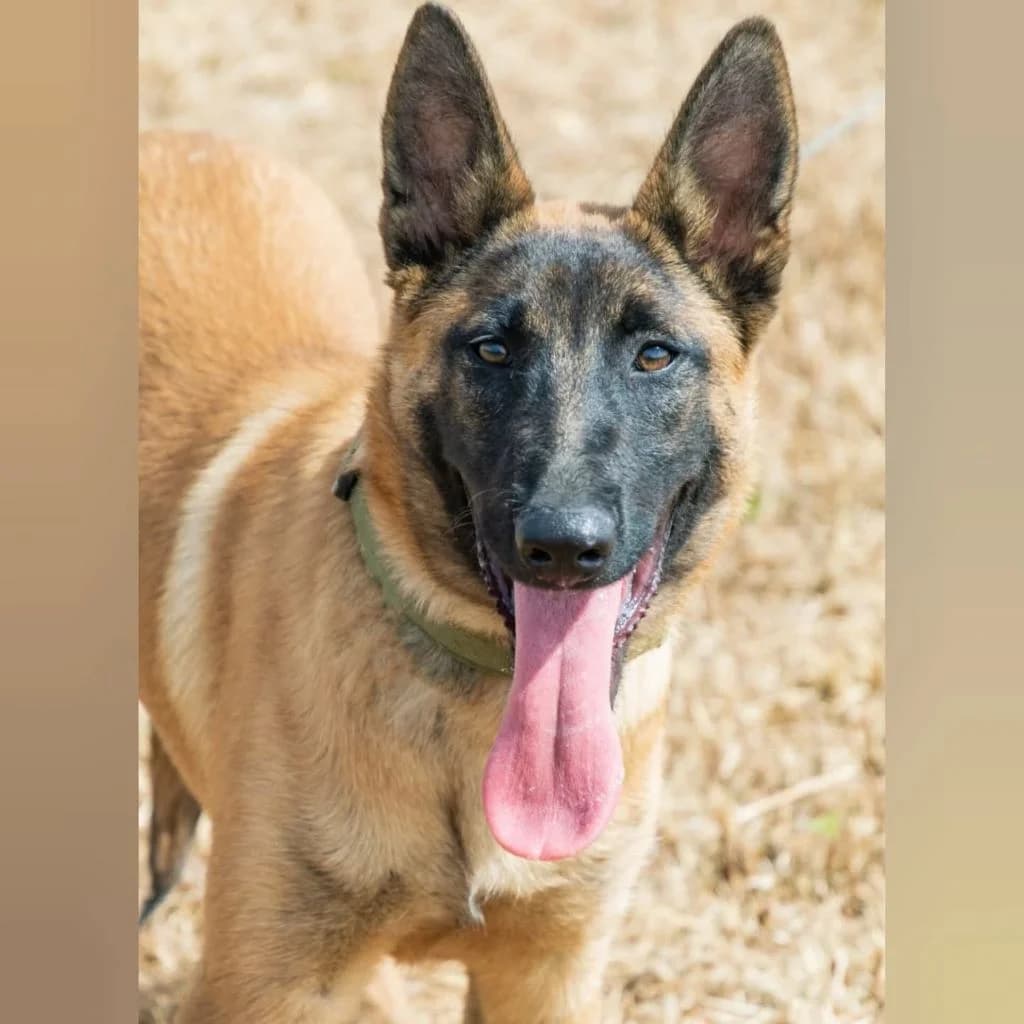 Tara, female young Belgian Malinois for adoption at SALVA Hundehilfe e.V.