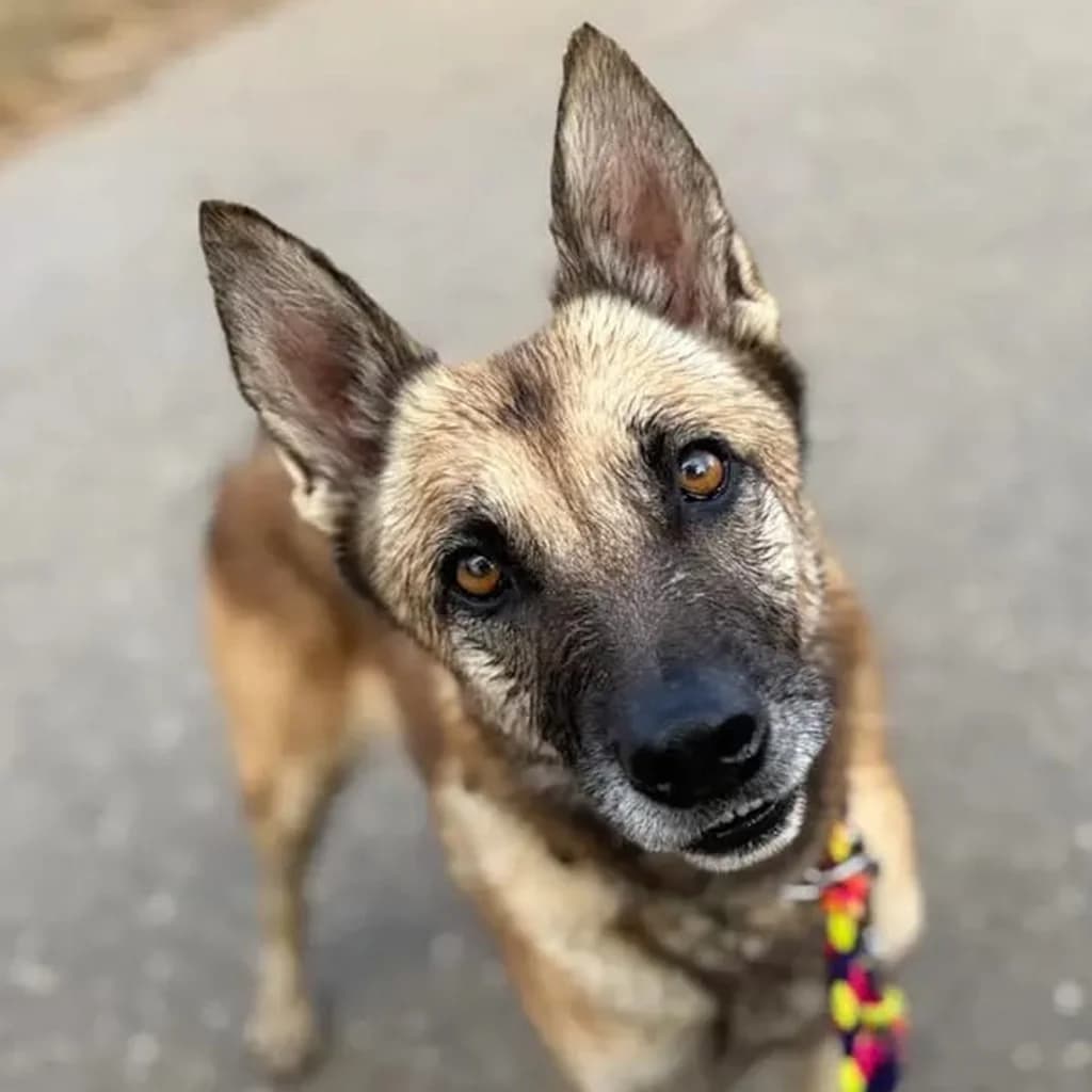 Barna, female 3yo German Shepherd for adoption at SALVA Hundehilfe e.V.