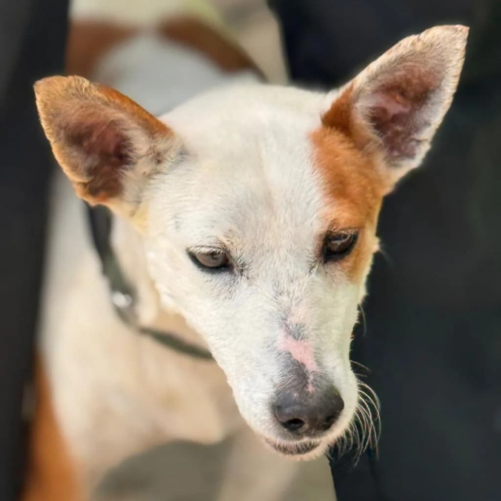 Harley, male senior Mixed Breed for adoption at SALVA Hundehilfe e.V.