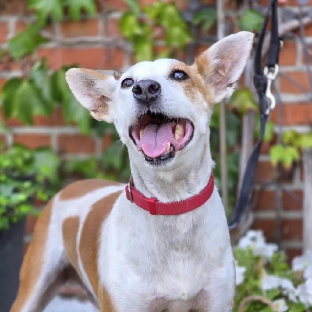 Harley, male 3yo Mixed Breed for adoption at SALVA Hundehilfe e.V.