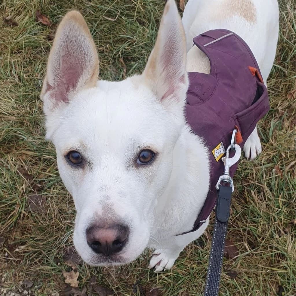 Neblina, female young Mixed Breed for adoption at SALVA Hundehilfe e.V.