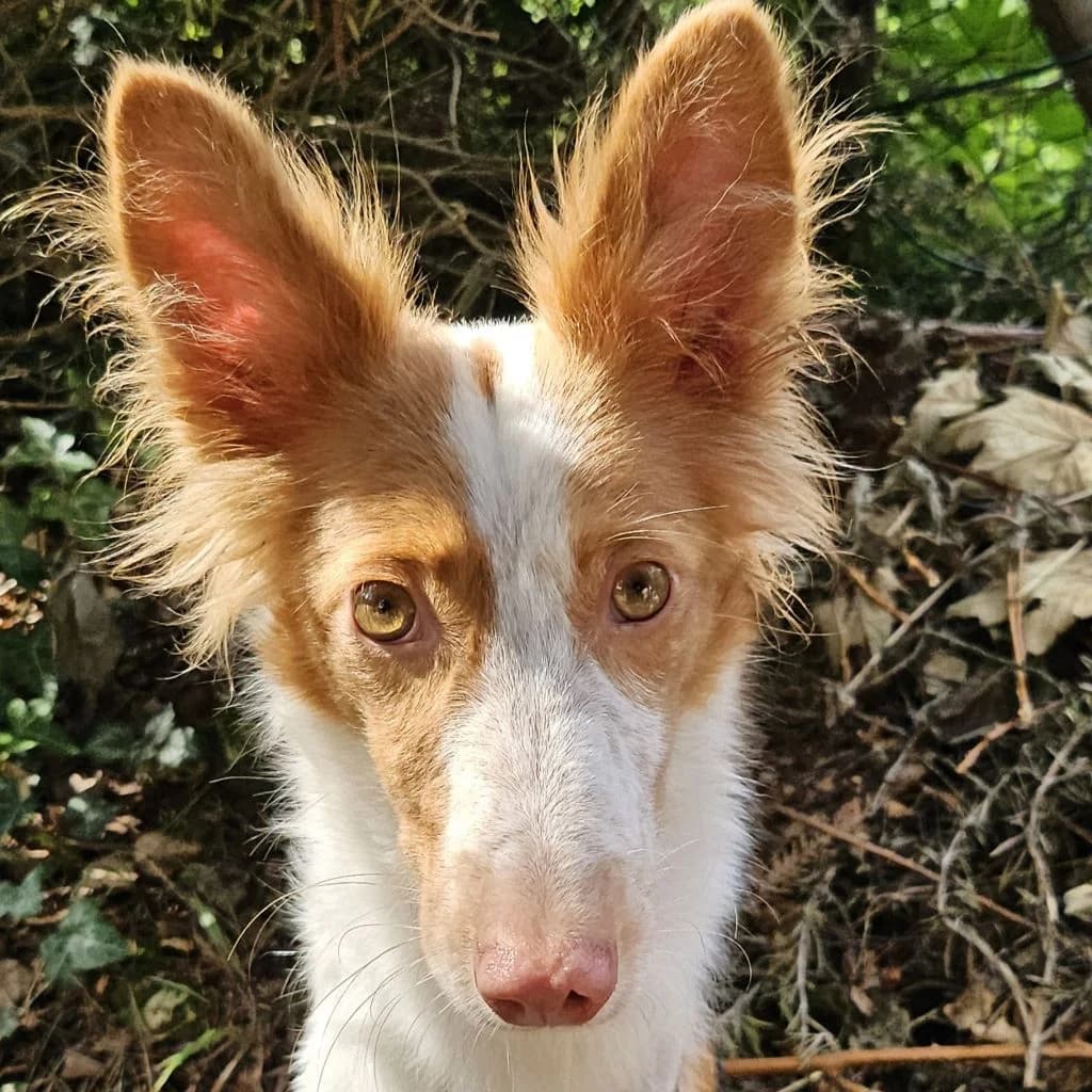 Linda, female young Podenco for adoption at SALVA Hundehilfe e.V.