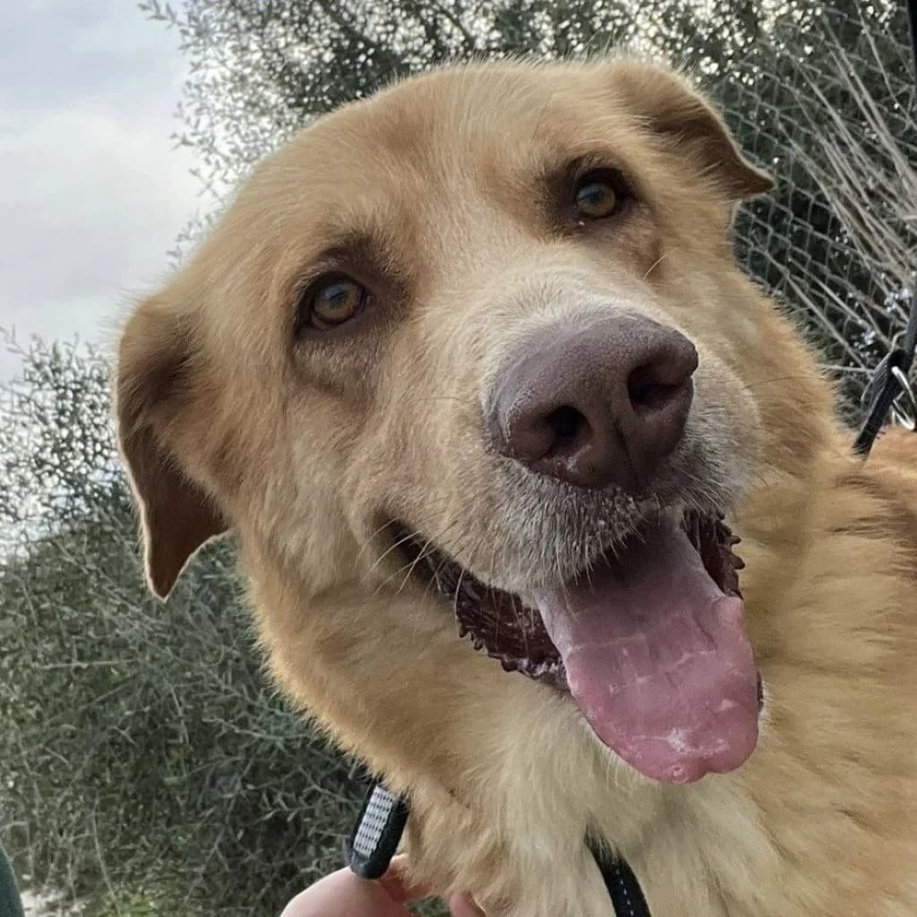 Urano, male 4yo Mixed Breed for adoption at SALVA Hundehilfe e.V.