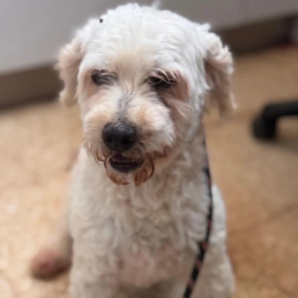 Copito de nieve, female 6yo Maltese for adoption at SALVA Hundehilfe e.V.
