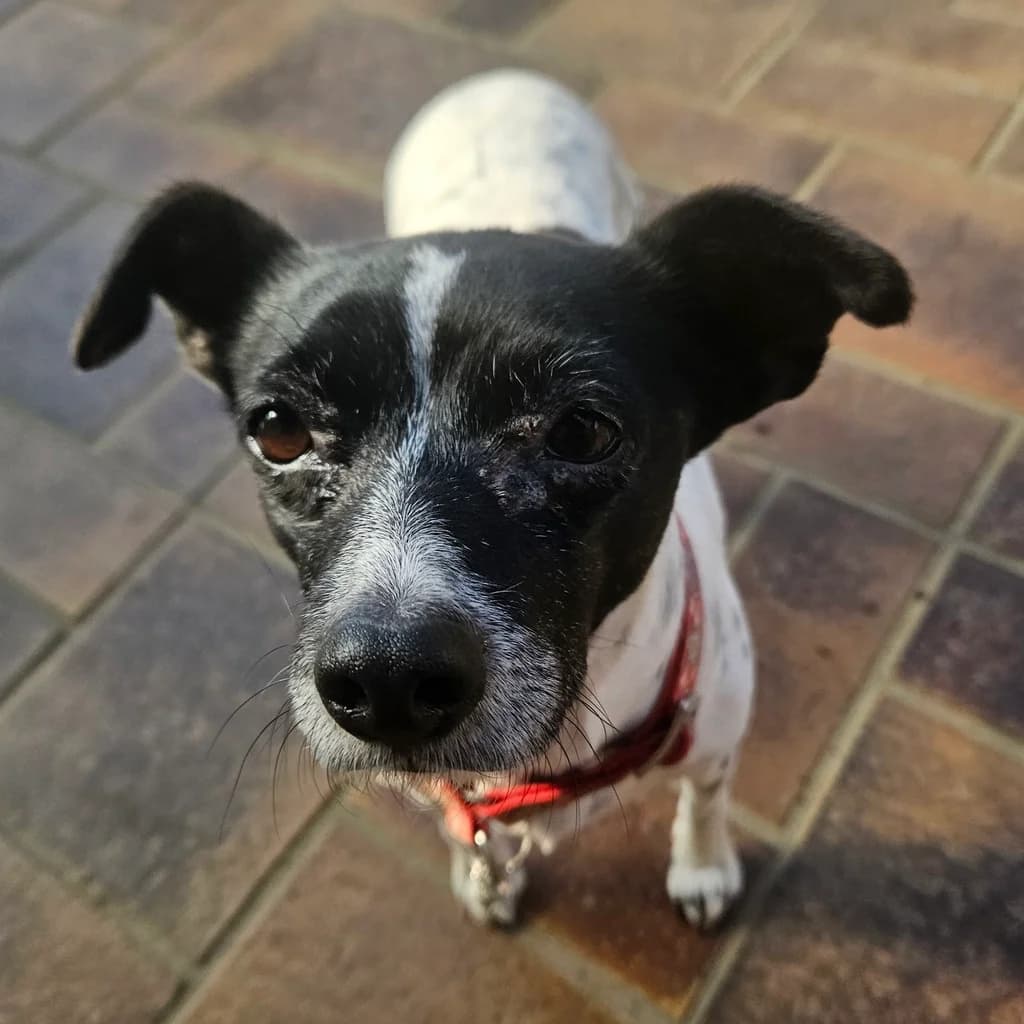 Milagrito, female 6yo mixed breed for adoption at SALVA Hundehilfe e.V.