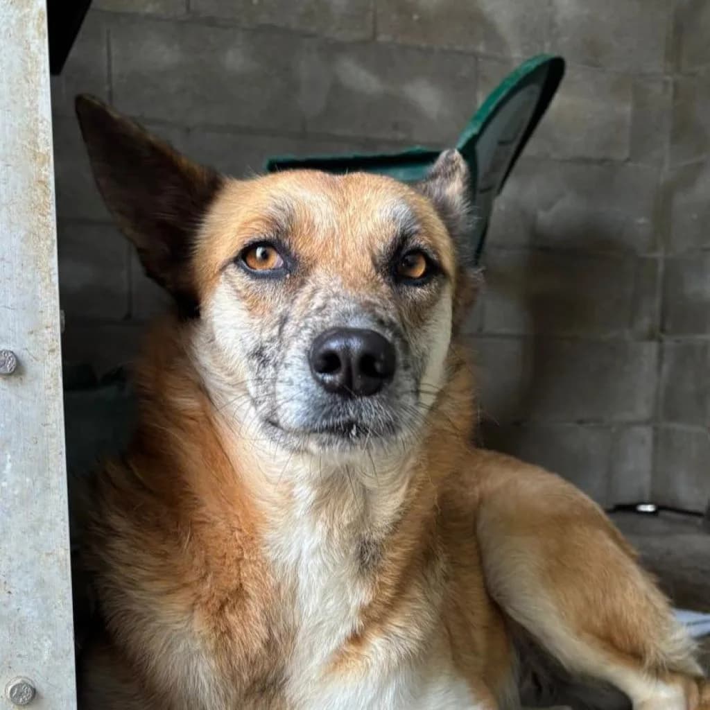 Foxy, female 3yo Belgian Malinois for adoption at SALVA Hundehilfe e.V.
