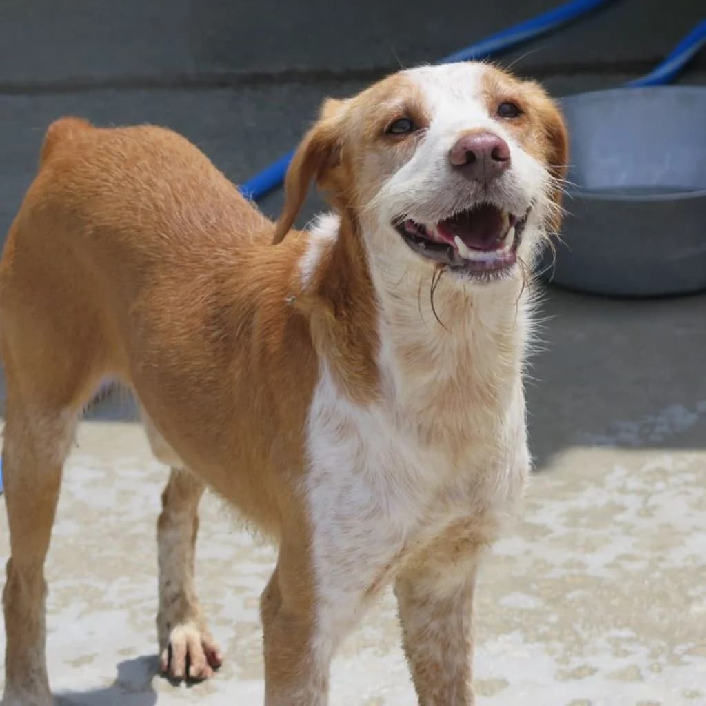 Salchi, male 6yo Podenco for adoption at SALVA Hundehilfe e.V.
