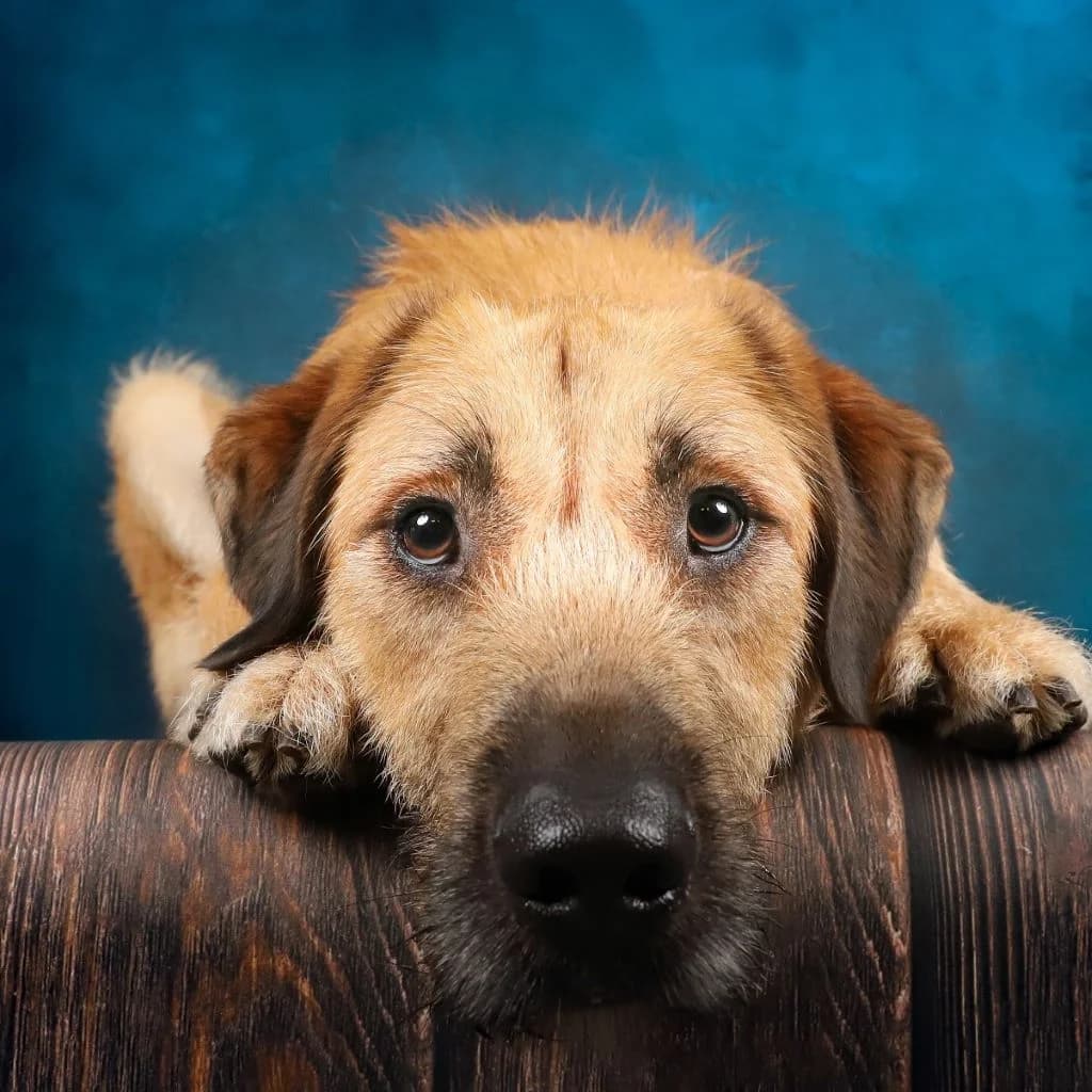 Jax, male young Mixed Breed for adoption at SALVA Hundehilfe e.V.