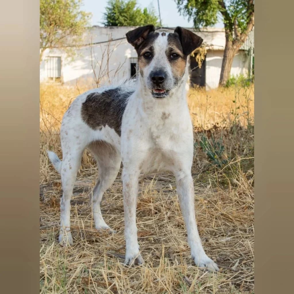 Kira, female 4yo Mixed Breed for adoption at SALVA Hundehilfe e.V.