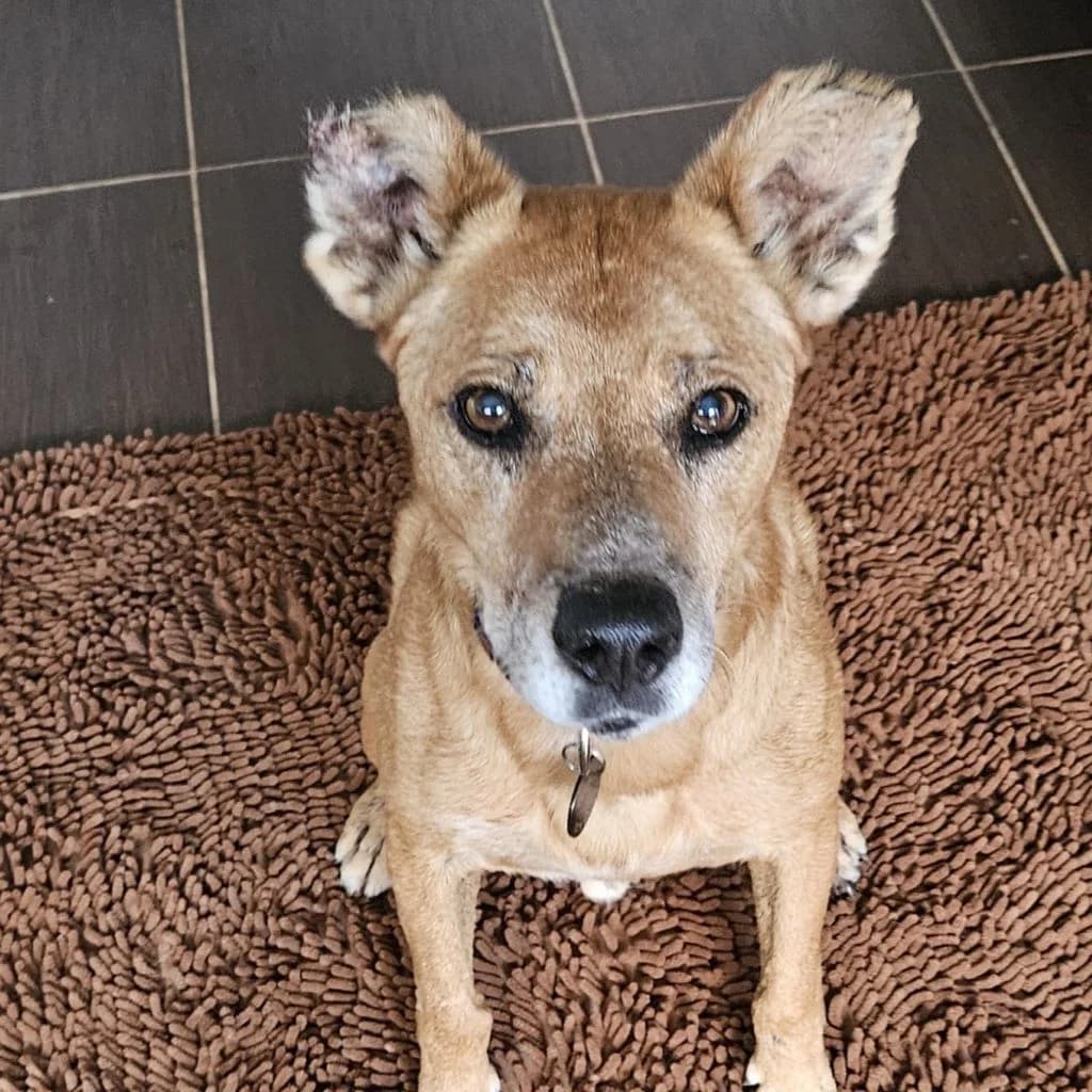 Boby, male senior Podenco for adoption at SALVA Hundehilfe e.V.