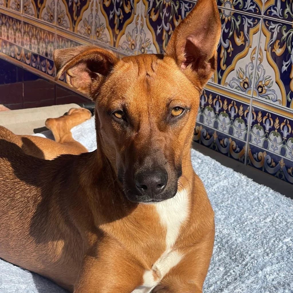 Faraona, female 3yo Mixed Breed for adoption at SALVA Hundehilfe e.V.