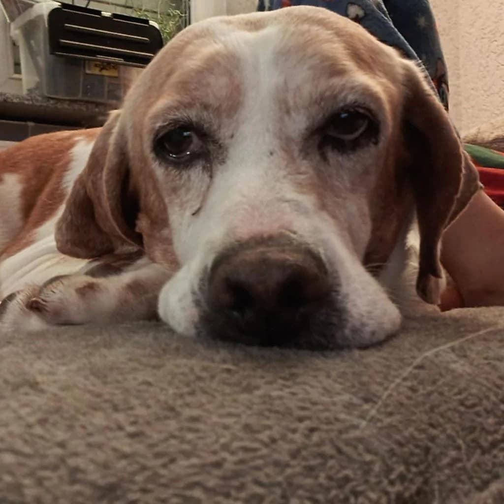 Diana, female senior Pointer for adoption at SALVA Hundehilfe e.V.