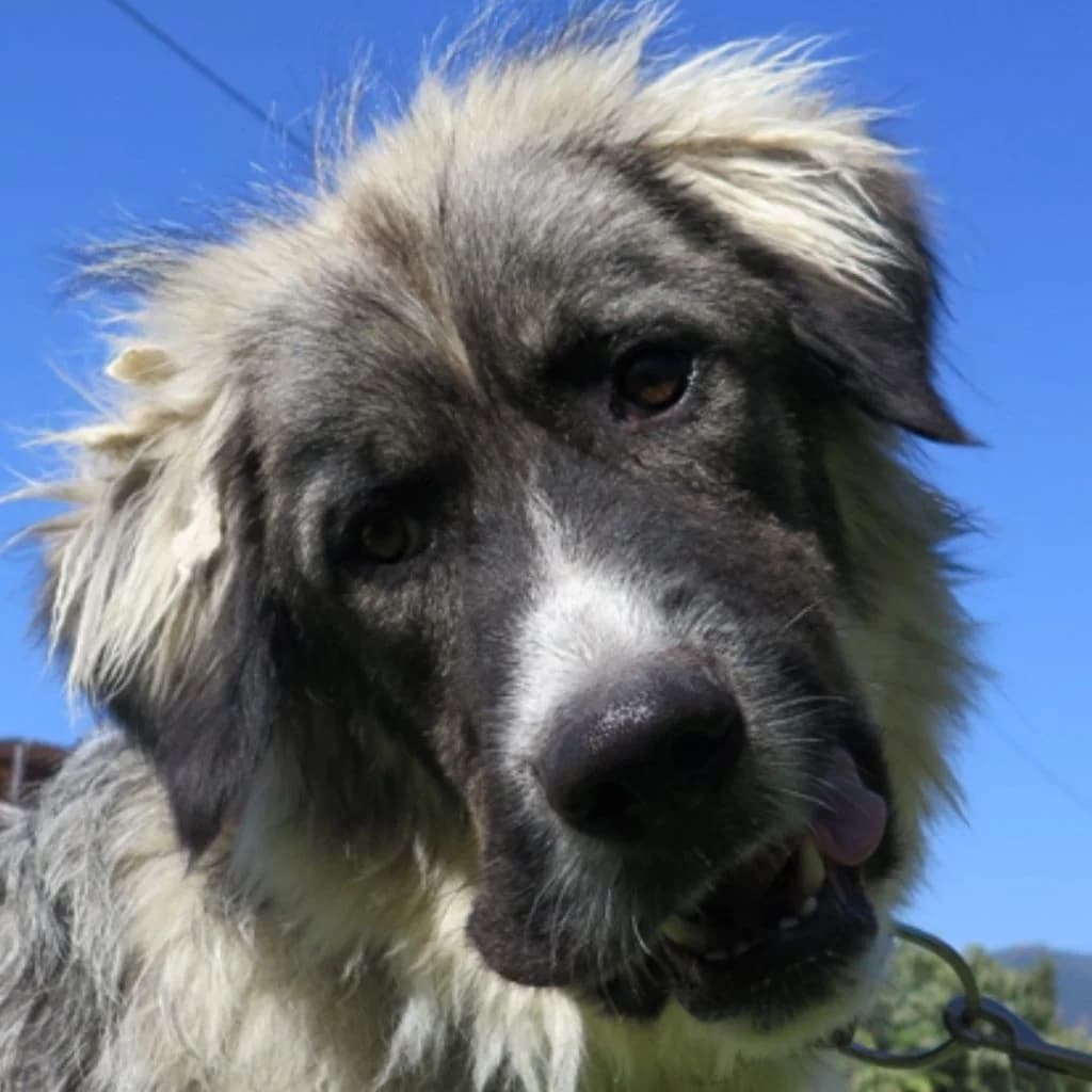 Mapache, gold male young Mixed Breed for adoption at SALVA Hundehilfe e.V.