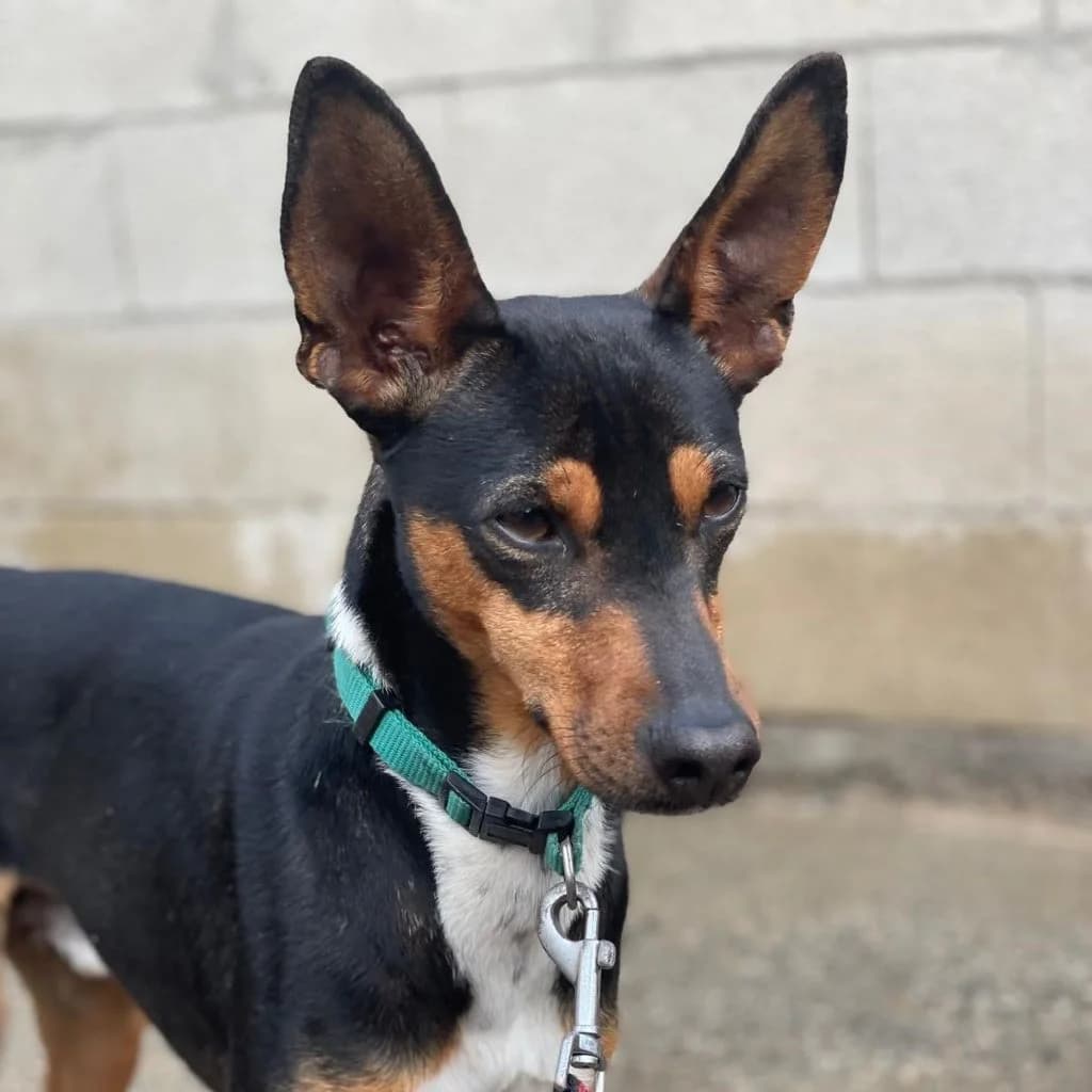 Miko, male 3yo Mixed Breed for adoption at SALVA Hundehilfe e.V.