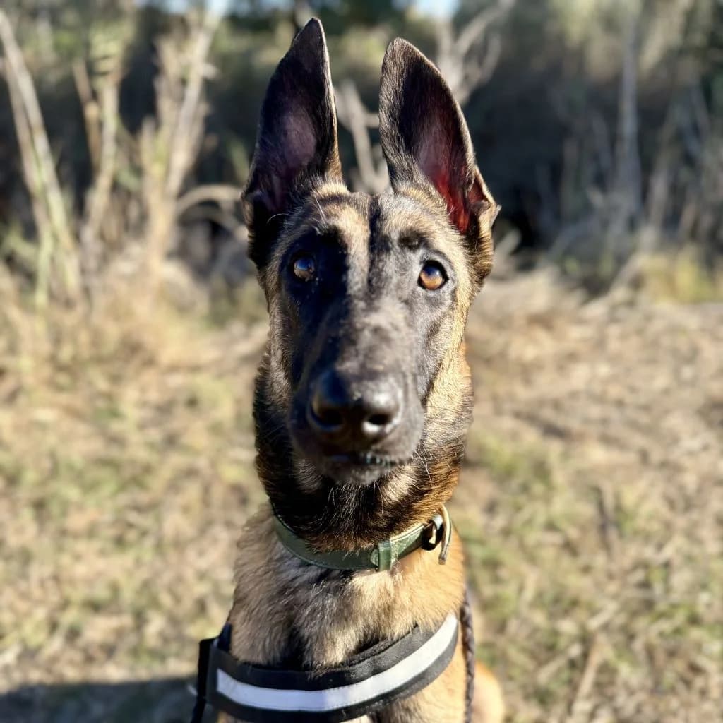 Criollo, male young Belgian Malinois for adoption at SALVA Hundehilfe e.V.