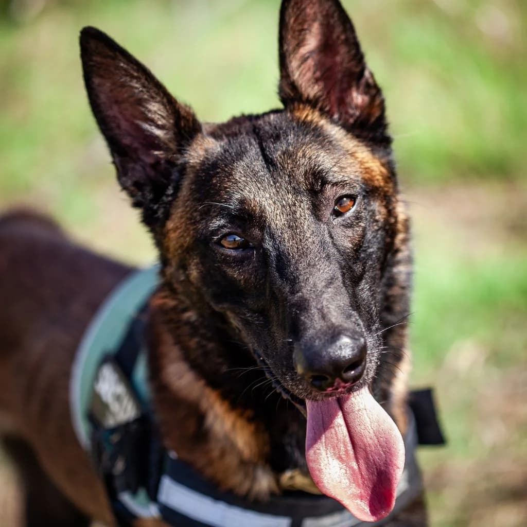 Norte, male young Belgian Malinois for adoption at SALVA Hundehilfe e.V.