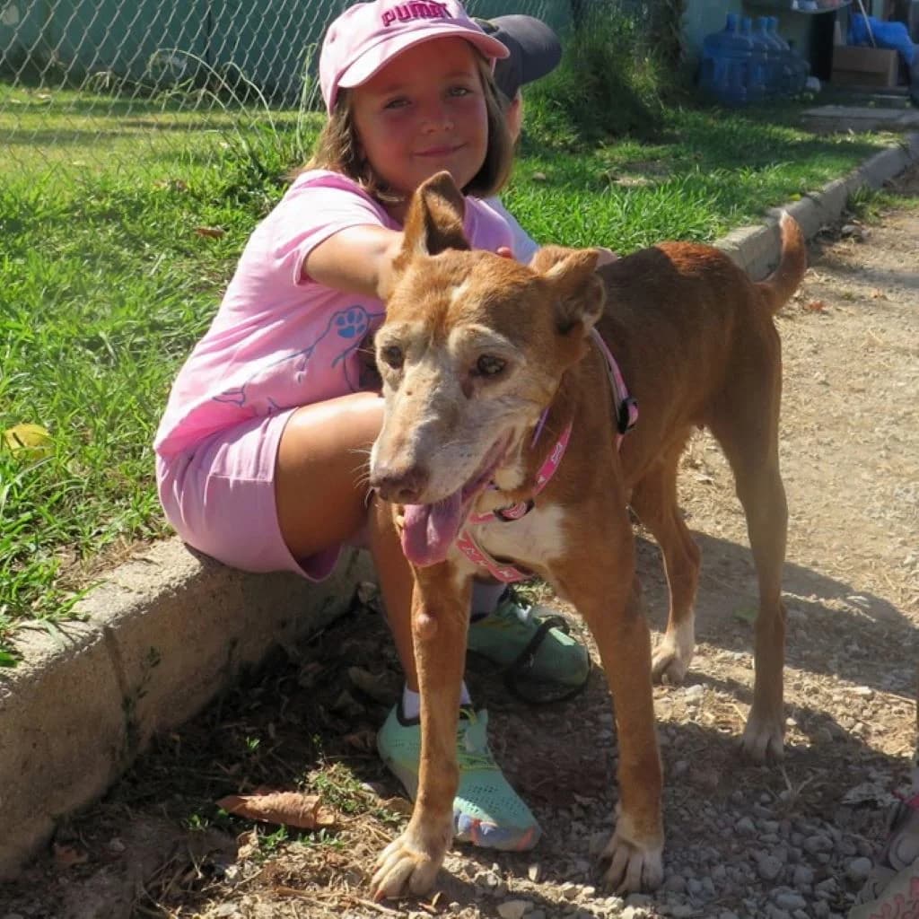 Lucera, female senior Podenco for adoption at SALVA Hundehilfe e.V.