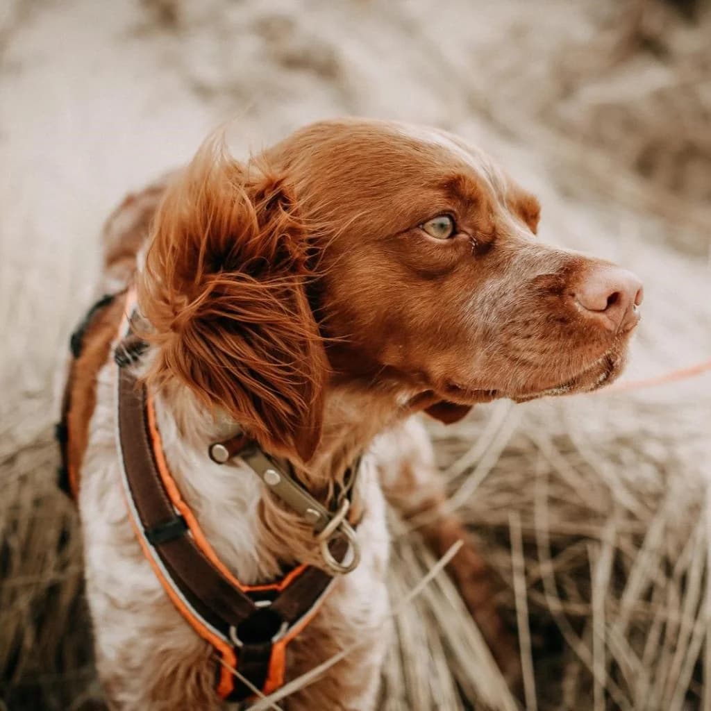 Poncho, male 6yo Brittany Spaniel for adoption at SALVA Hundehilfe e.V.