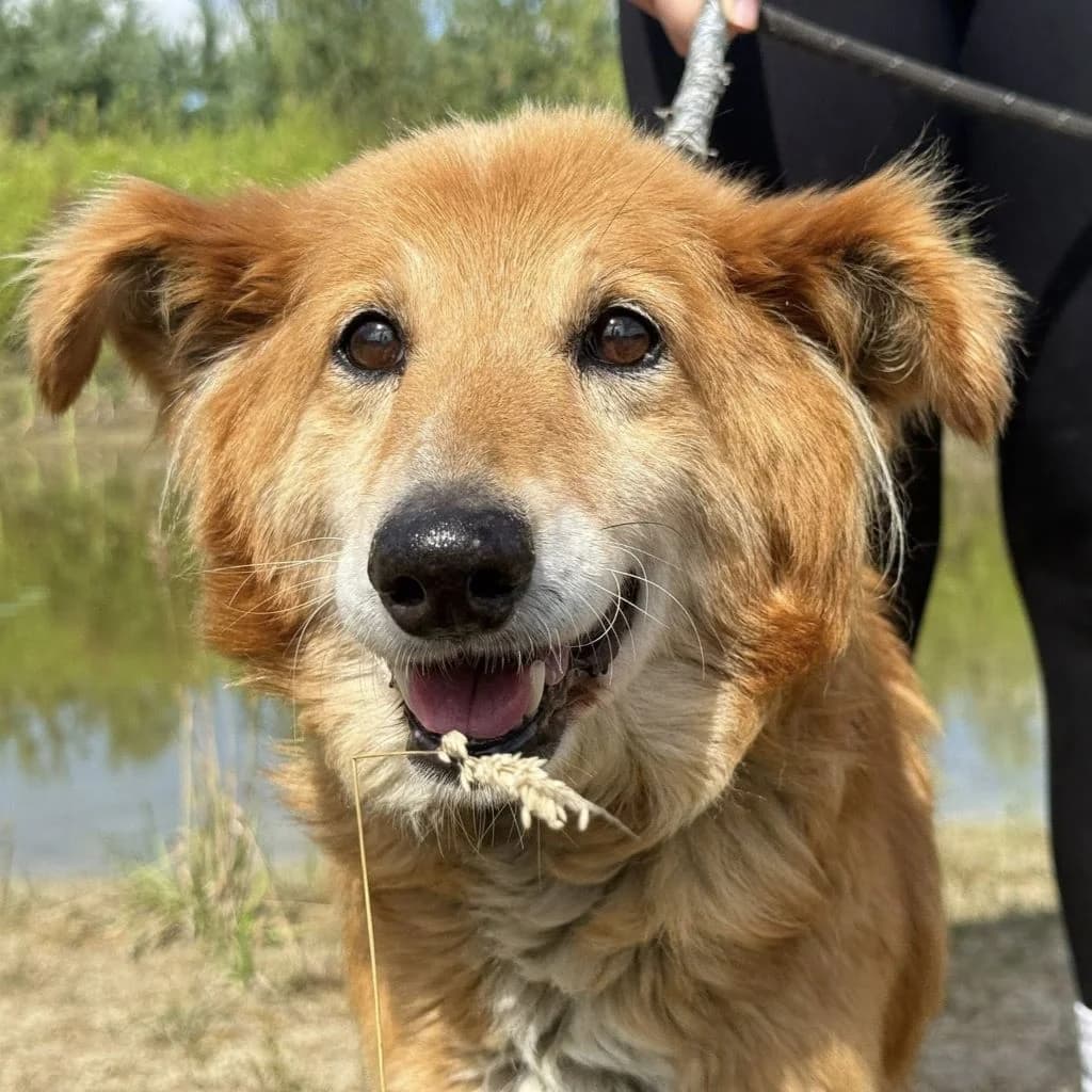 Jerzy, male senior Mixed Breed for adoption at SALVA Hundehilfe e.V.