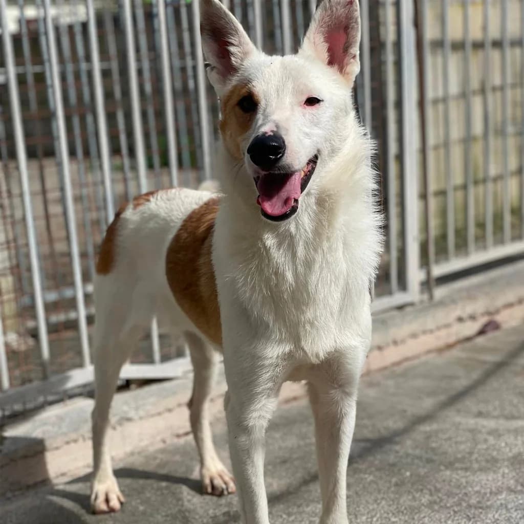 Santiago, male 5yo Mixed Breed for adoption at SALVA Hundehilfe e.V.