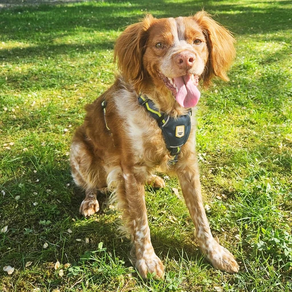 Boby, male 4yo Brittany Spaniel for adoption at SALVA Hundehilfe e.V.